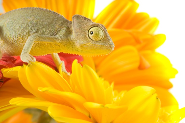 shutterstock_11318410